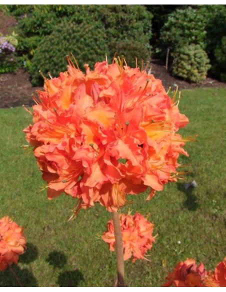 'Mandarin Lights' - azalia wielkokwiatowa
Rhododendron (Azalea) 'Mandarin Lights'