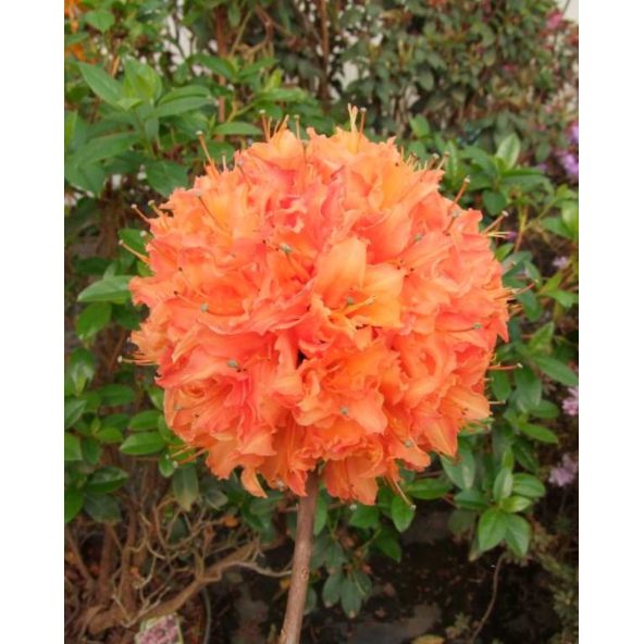 'Mandarin Lights' - azalia wielkokwiatowa
Rhododendron (Azalea) 'Mandarin Lights'