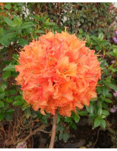 'Mandarin Lights' - azalia wielkokwiatowa
Rhododendron (Azalea) 'Mandarin Lights'