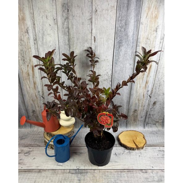 'Mandarin Lights' - azalia wielkokwiatowa
Rhododendron (Azalea) 'Mandarin Lights'