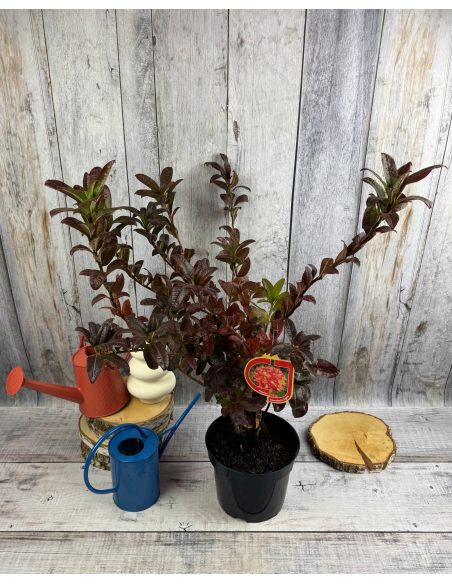 'Mandarin Lights' - azalia wielkokwiatowa
Rhododendron (Azalea) 'Mandarin Lights'