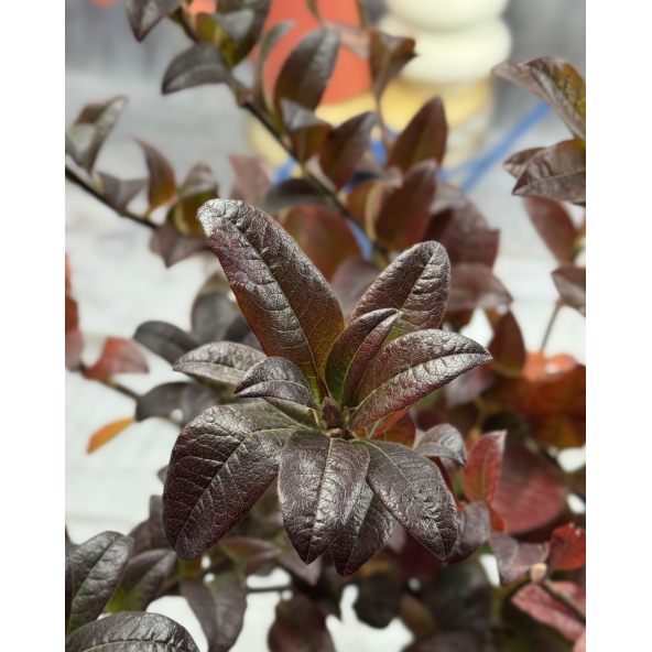 'Mandarin Lights' - azalia wielkokwiatowa
Rhododendron (Azalea) 'Mandarin Lights'