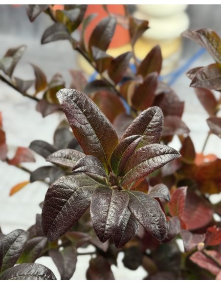 'Mandarin Lights' - azalia wielkokwiatowa
Rhododendron (Azalea) 'Mandarin Lights'