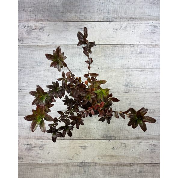 'Mandarin Lights' - azalia wielkokwiatowa
Rhododendron (Azalea) 'Mandarin Lights'