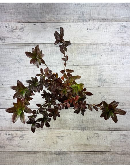 'Mandarin Lights' - azalia wielkokwiatowa
Rhododendron (Azalea) 'Mandarin Lights'