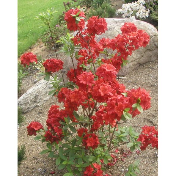 'Nabucco' - azalia wielkokwiatowa
Rhododendron (Azalea) 'Nabucco'