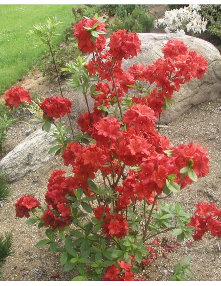 'Nabucco' - azalia wielkokwiatowa
Rhododendron (Azalea) 'Nabucco'