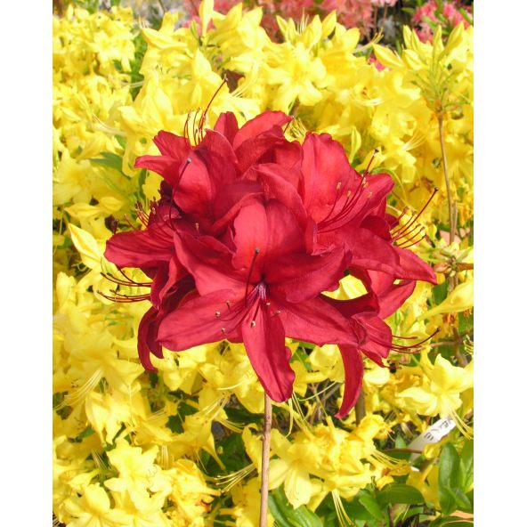 'Nabucco' - azalia wielkokwiatowa
Rhododendron (Azalea) 'Nabucco'