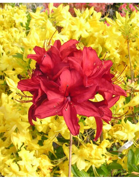 'Nabucco' - azalia wielkokwiatowa
Rhododendron (Azalea) 'Nabucco'