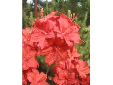 'Nabucco' - azalia wielkokwiatowa
Rhododendron (Azalea) 'Nabucco'