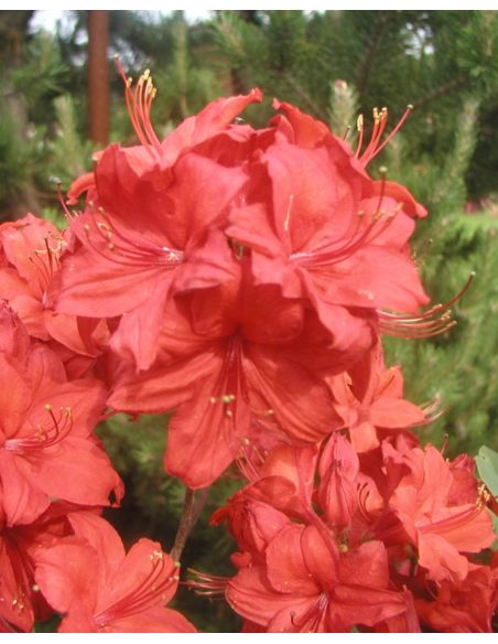 'Nabucco' - azalia wielkokwiatowa
Rhododendron (Azalea) 'Nabucco'