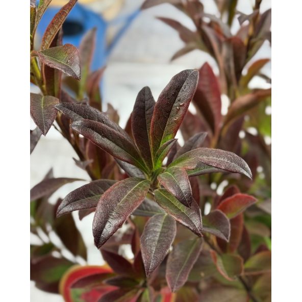 'Nabucco' - azalia wielkokwiatowa
Rhododendron (Azalea) 'Nabucco'
