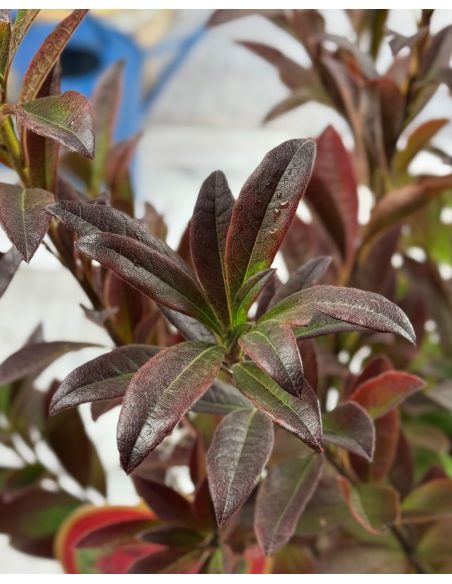 'Nabucco' - azalia wielkokwiatowa
Rhododendron (Azalea) 'Nabucco'
