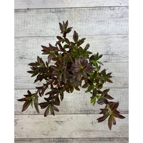 'Nabucco' - azalia wielkokwiatowa
Rhododendron (Azalea) 'Nabucco'