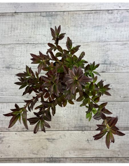 'Nabucco' - azalia wielkokwiatowa
Rhododendron (Azalea) 'Nabucco'