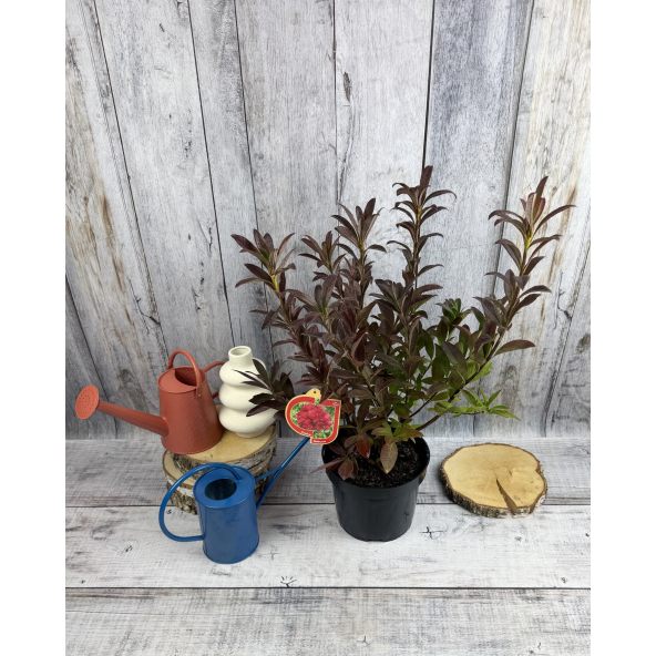 'Nabucco' - azalia wielkokwiatowa
Rhododendron (Azalea) 'Nabucco'