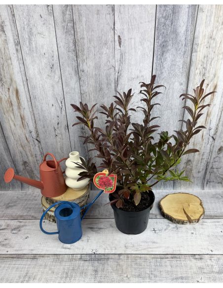 'Nabucco' - azalia wielkokwiatowa
Rhododendron (Azalea) 'Nabucco'