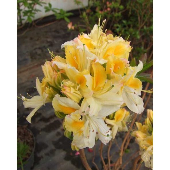 'Northern Hi-Lights' - azalia wielkokwiatowa
Rhododendron (Azalea) 'Northern Hi-Lights'