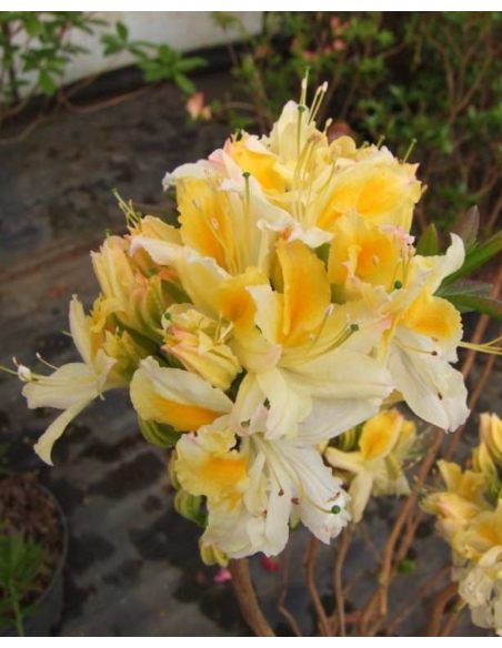 'Northern Hi-Lights' - azalia wielkokwiatowa
Rhododendron (Azalea) 'Northern Hi-Lights'