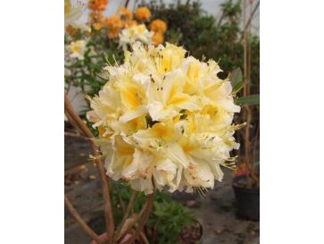 'Northern Hi-Lights' - azalia wielkokwiatowa
Rhododendron (Azalea) 'Northern Hi-Lights'