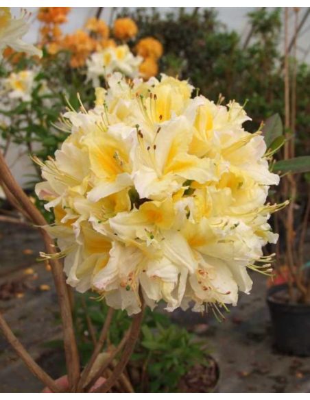 'Northern Hi-Lights' - azalia wielkokwiatowa
Rhododendron (Azalea) 'Northern Hi-Lights'