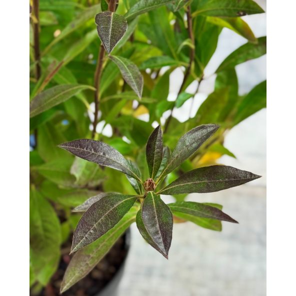 'Northern Hi-Lights' - azalia wielkokwiatowa
Rhododendron (Azalea) 'Northern Hi-Lights'