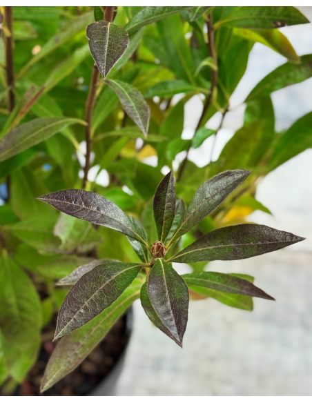 'Northern Hi-Lights' - azalia wielkokwiatowa
Rhododendron (Azalea) 'Northern Hi-Lights'