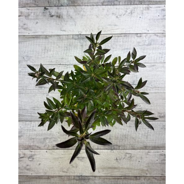 'Northern Hi-Lights' - azalia wielkokwiatowa
Rhododendron (Azalea) 'Northern Hi-Lights'