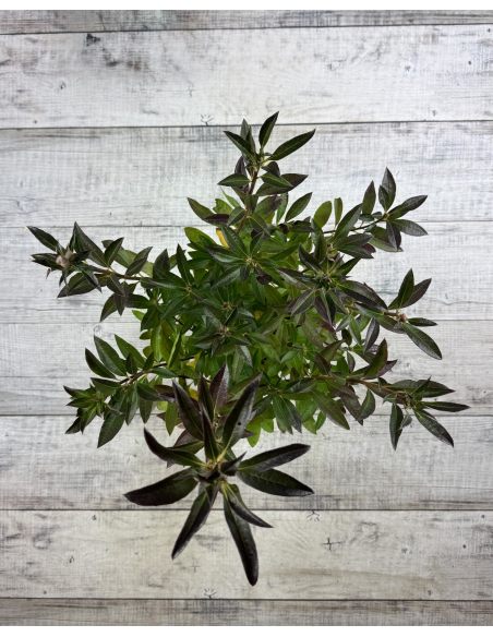 'Northern Hi-Lights' - azalia wielkokwiatowa
Rhododendron (Azalea) 'Northern Hi-Lights'