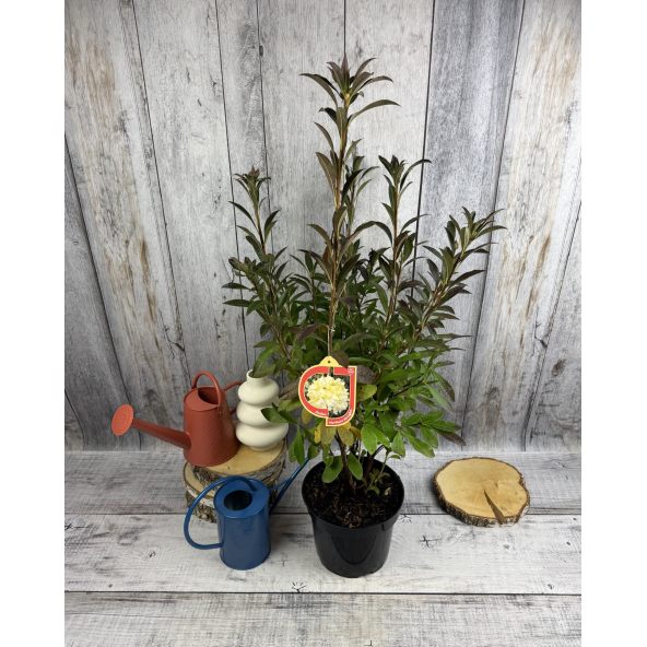 'Northern Hi-Lights' - azalia wielkokwiatowa
Rhododendron (Azalea) 'Northern Hi-Lights'