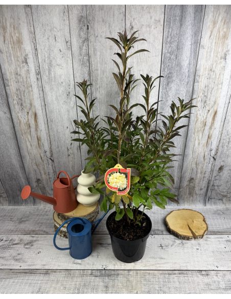 'Northern Hi-Lights' - azalia wielkokwiatowa
Rhododendron (Azalea) 'Northern Hi-Lights'