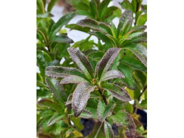 'Oxydol' - azalia wielkokwiatowa
Rhododendron (Azalea) 'Oxydol' 2