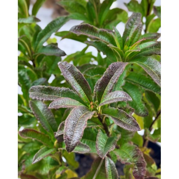 'Oxydol' - azalia wielkokwiatowa
Rhododendron (Azalea) 'Oxydol'