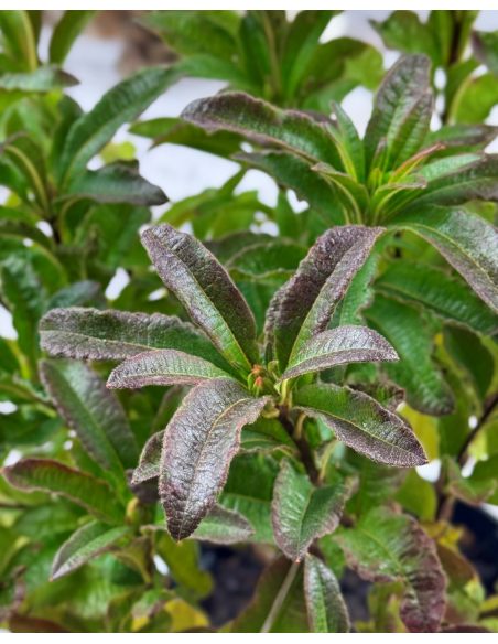 'Oxydol' - azalia wielkokwiatowa
Rhododendron (Azalea) 'Oxydol'