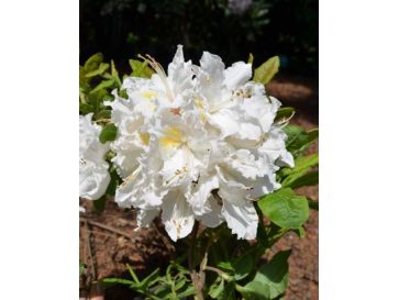 'Oxydol' - azalia wielkokwiatowa
Rhododendron (Azalea) 'Oxydol'
