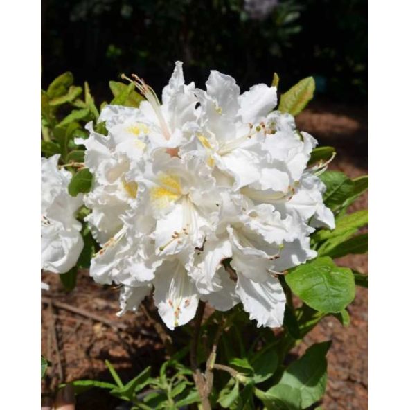 'Oxydol' - azalia wielkokwiatowa
Rhododendron (Azalea) 'Oxydol'