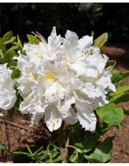 'Oxydol' - azalia wielkokwiatowa
Rhododendron (Azalea) 'Oxydol'