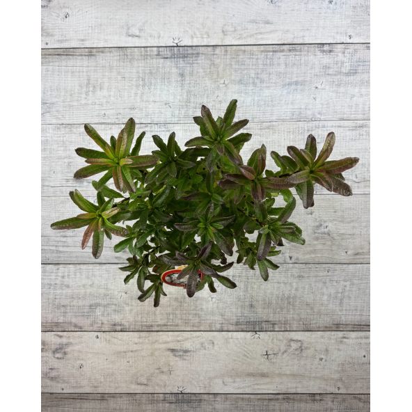 'Oxydol' - azalia wielkokwiatowa
Rhododendron (Azalea) 'Oxydol'