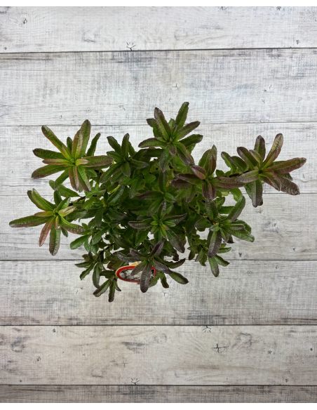 'Oxydol' - azalia wielkokwiatowa
Rhododendron (Azalea) 'Oxydol'