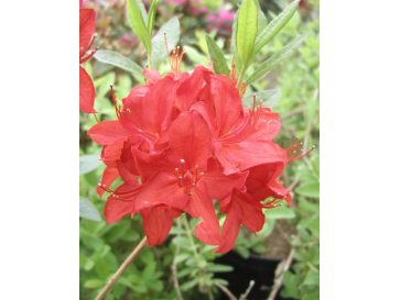 'Parkfeuer' - azalia wielkokwiatowa
Rhododendron (Azalea) 'Parkfeuer'