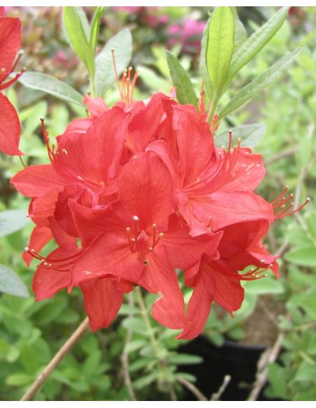 'Parkfeuer' - azalia wielkokwiatowa
Rhododendron (Azalea) 'Parkfeuer'