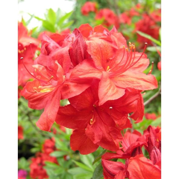 'Parkfeuer' - azalia wielkokwiatowa
Rhododendron (Azalea) 'Parkfeuer'