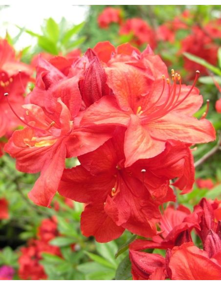 'Parkfeuer' - azalia wielkokwiatowa
Rhododendron (Azalea) 'Parkfeuer'