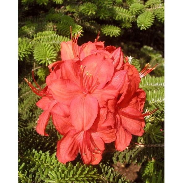 'Parkfeuer' - azalia wielkokwiatowa
Rhododendron (Azalea) 'Parkfeuer'