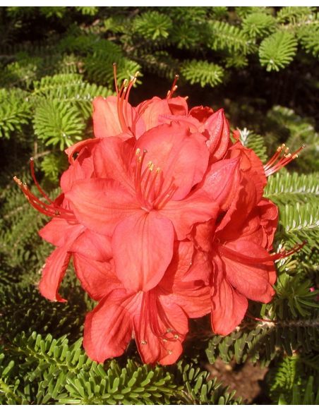 'Parkfeuer' - azalia wielkokwiatowa
Rhododendron (Azalea) 'Parkfeuer'