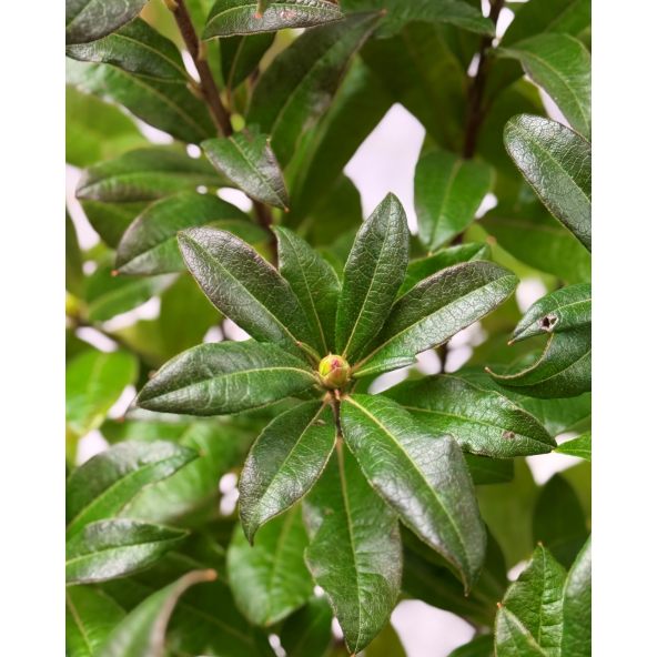 'Parkfeuer' - azalia wielkokwiatowa
Rhododendron (Azalea) 'Parkfeuer'