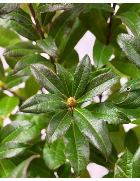 'Parkfeuer' - azalia wielkokwiatowa
Rhododendron (Azalea) 'Parkfeuer'