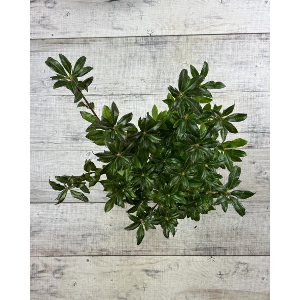 'Parkfeuer' - azalia wielkokwiatowa
Rhododendron (Azalea) 'Parkfeuer'