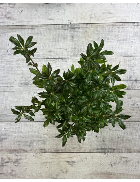 'Parkfeuer' - azalia wielkokwiatowa
Rhododendron (Azalea) 'Parkfeuer'