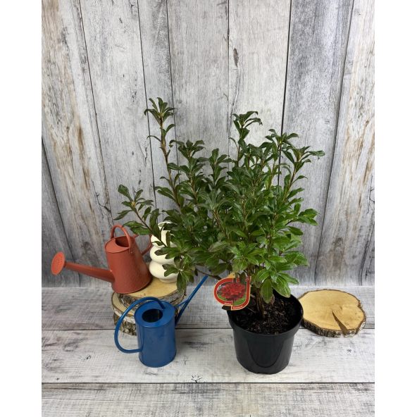 'Parkfeuer' - azalia wielkokwiatowa
Rhododendron (Azalea) 'Parkfeuer'